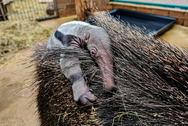 Im Zoo Dortmund wurde ein neues Ameisenbär-Jungtier geboren. Das Ameisenbär-Baby namens Noah liegt auf dem Rücken seiner Mutter, der Ameisenbär Dame Bonita.