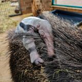 Im Zoo Dortmund wurde ein neues Ameisenbär-Jungtier geboren. Das Ameisenbär-Baby namens Noah liegt auf dem Rücken seiner Mutter, der Ameisenbär Dame Bonita.