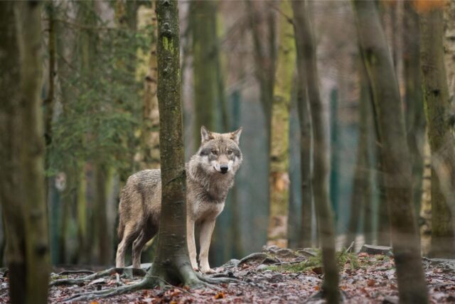 Ein Wolf steht in einem Wald.