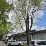„Die geschützte Linde an der Allee 4 in Holzwickede