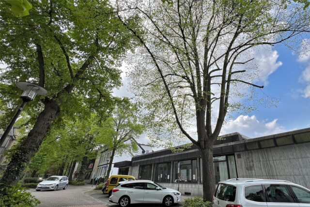 „Die geschützte Linde an der Allee 4 in Holzwickede