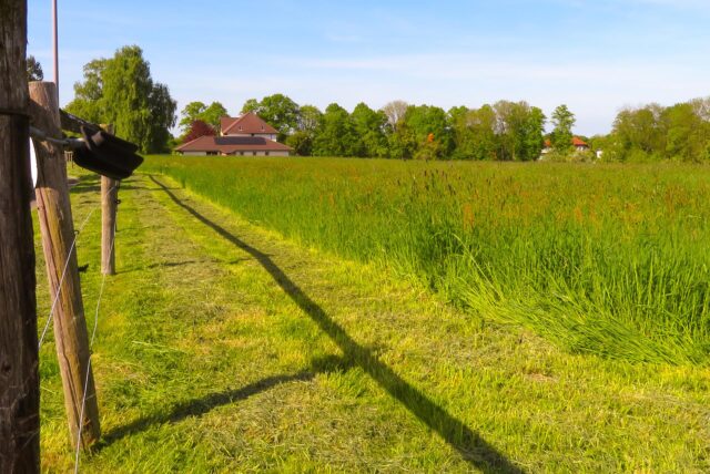 Etwa hüfthoch steht das Gras auf einer offenen Freifläche im Osten von Unna-Mitte, die zum Wohnbaugebiet Klopstockstraße werden könnte.