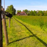 Etwa hüfthoch steht das Gras auf einer offenen Freifläche im Osten von Unna-Mitte, die zum Wohnbaugebiet Klopstockstraße werden könnte.