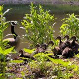 Wildvögel am ersten Teich im Bornekamp