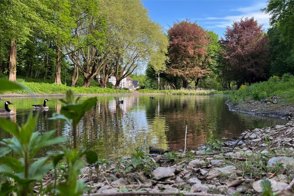 Umgeben von stattlichen Bäumen liegt im Bornekamp die Wasserfläche des ersten Teiches. 