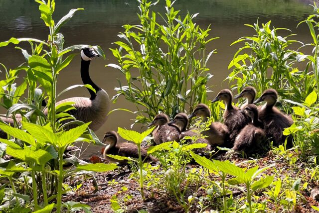 Wildvögel am ersten Teich im Bornekamp