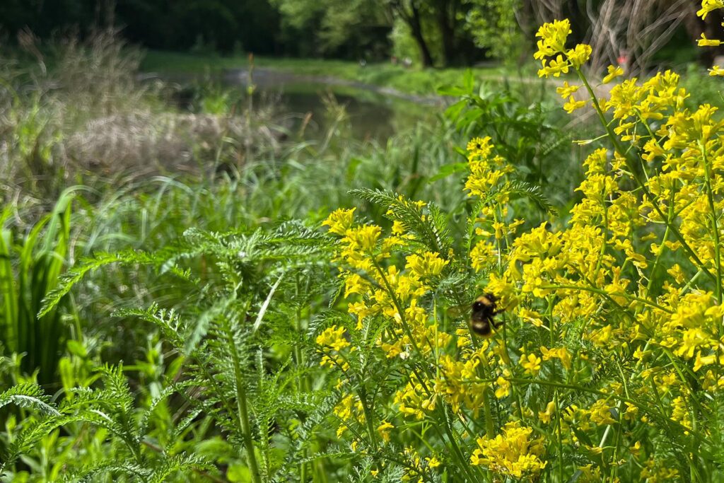 Üppig wuchert und blüht ein Staudenbeet am Nordufer des ersten Teiches im Bornekamp. Eine Humel bedient sich gerade an einer der gelben Blüten 