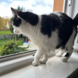 Ihre Neugier wurde einer Katze an der Hochstraße zum Verhängnis (Symbolbild).
