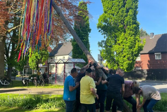 Zahlreiche Helfer packen mit an, als der Maibaum in die Senkrechte gehievt wird.