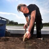 Bäuerin Antje Schulze Elberg erntet Spargel auf einem Feld in Bergkamen-Rünthe.
