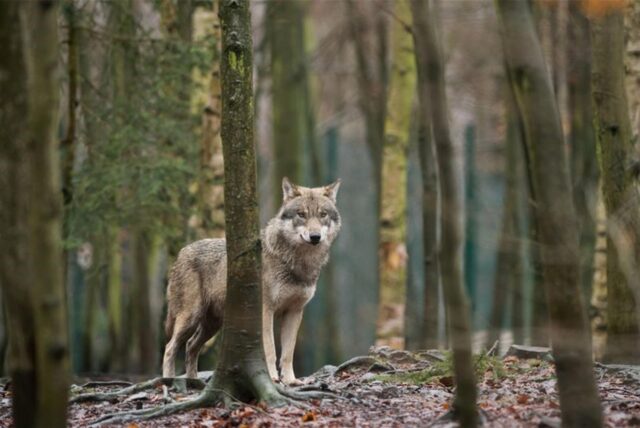 Das EU-Parlament entscheidet, den Wolf-Schutzstatus zu reduzieren. (Archivbild)