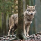 Das EU-Parlament entscheidet, den Wolf-Schutzstatus zu reduzieren. (Archivbild)