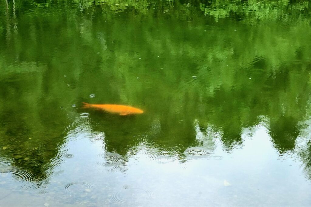 Ein Koi in einem See in Hörde.