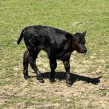 Das Kalb „Maus“ auf der Wiese an der Schönen Flöte in Holzwickede