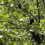 Krähen im Baum, direkt vor dem Balkon.