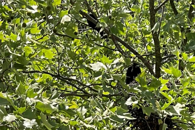 Krähen im Baum, direkt vor dem Balkon.