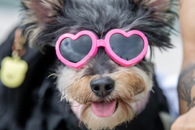 Ein Hund mit pinker Sonnenbrille.