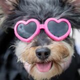 Ein Hund mit pinker Sonnenbrille.