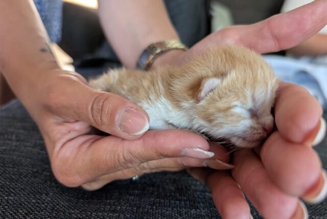 Ein Katzenbaby liegt in der Hand einer Frau.