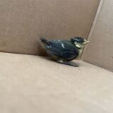 Ein Blaumeisen-Küken sitzt in einem Karton