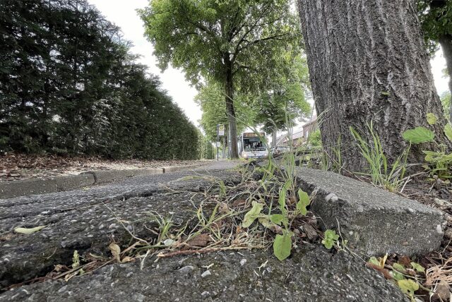 Der Gehweg entlang der Hertingerstraße zeigt Wellen und Risse durch den Druck von Baumwurzeln, die die Asphaltdecke in die Höhe drücken.