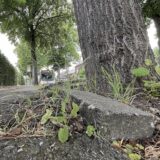 Der Gehweg entlang der Hertingerstraße zeigt Wellen und Risse durch den Druck von Baumwurzeln, die die Asphaltdecke in die Höhe drücken.