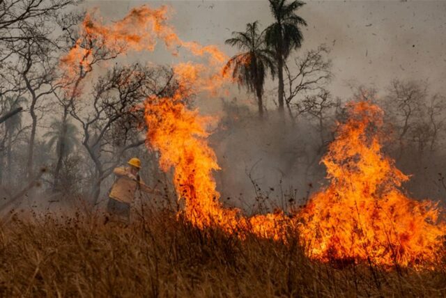 Bewohner des Dorfes Tomazia im indigenen Territorium Kadiweu bekämpfen die Flammen im größten tropischen Feuchtgebiet der Welt. Dieses Jahr erlebt die Region eine besonders heftige Waldbrandsaison. Allein in den ersten sechs Monaten hatte es nach Angaben des brasilianischen Weltrauminstituts Inpe 3.538 Feuerausbrüche gegeben.