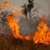 Bewohner des Dorfes Tomazia im indigenen Territorium Kadiweu bekämpfen die Flammen im größten tropischen Feuchtgebiet der Welt. Dieses Jahr erlebt die Region eine besonders heftige Waldbrandsaison. Allein in den ersten sechs Monaten hatte es nach Angaben des brasilianischen Weltrauminstituts Inpe 3.538 Feuerausbrüche gegeben.
