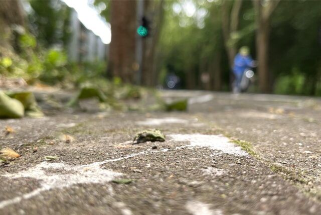 Dicht an dicht liegen die „Treffpunkte“ des Krähenkots an der Platanenallee am Abzweig zur Magdeburger Straße. Dort befindet sich eine der beiden Saatkrähenkolonien an der Straße.