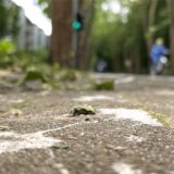 Dicht an dicht liegen die „Treffpunkte“ des Krähenkots an der Platanenallee am Abzweig zur Magdeburger Straße. Dort befindet sich eine der beiden Saatkrähenkolonien an der Straße.