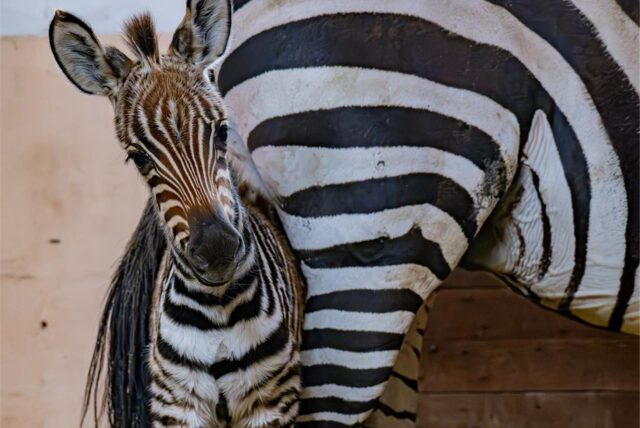 Dieses süße Zebra-Fohlen ist im Dortmunder Zoo zur Welt gekommen.