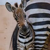 Dieses süße Zebra-Fohlen ist im Dortmunder Zoo zur Welt gekommen.