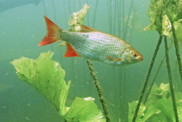 Eine Rotfeder mit hellrot bis kräftig rot gefärbten Flossen ist im Wasser zu sehen. Ein Fotograf hat ein Foto gemacht.