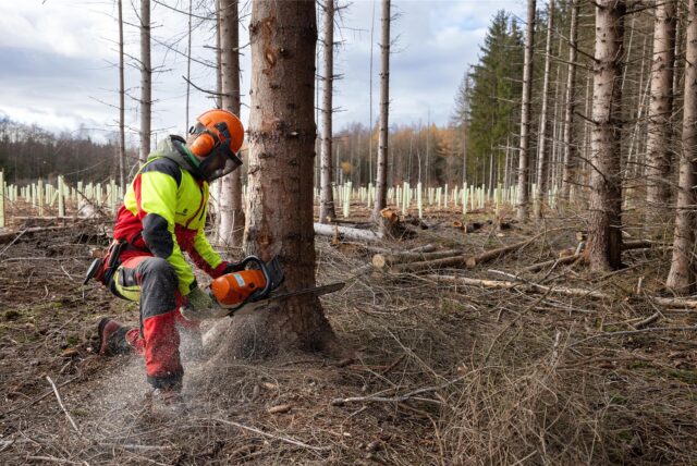 Unter der Trockenheit leiden auch die Wälder, im schlimmsten Fall müssen Bäume gefällt werden (Symbolbild).