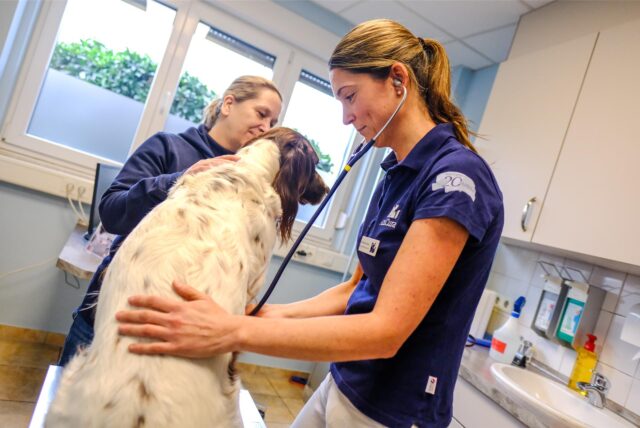 Antje Terdenge und Dr. Martina Krutzinna kümmern sich um einen Hund, der auf dem Behandlungstisch sitzt.