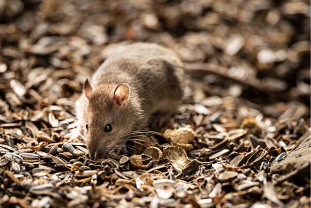 Eine Maus (Archivbild).