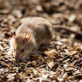 Eine Maus (Archivbild).