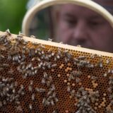Ein Imker hält eine Platte mit Bienenwaben hoch, daran hängen viele Bienen.