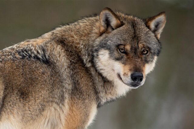 Ein Wolf dreht seinen Kopf nach rechts und blickt in die Kamera