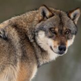 Ein Wolf dreht seinen Kopf nach rechts und blickt in die Kamera
