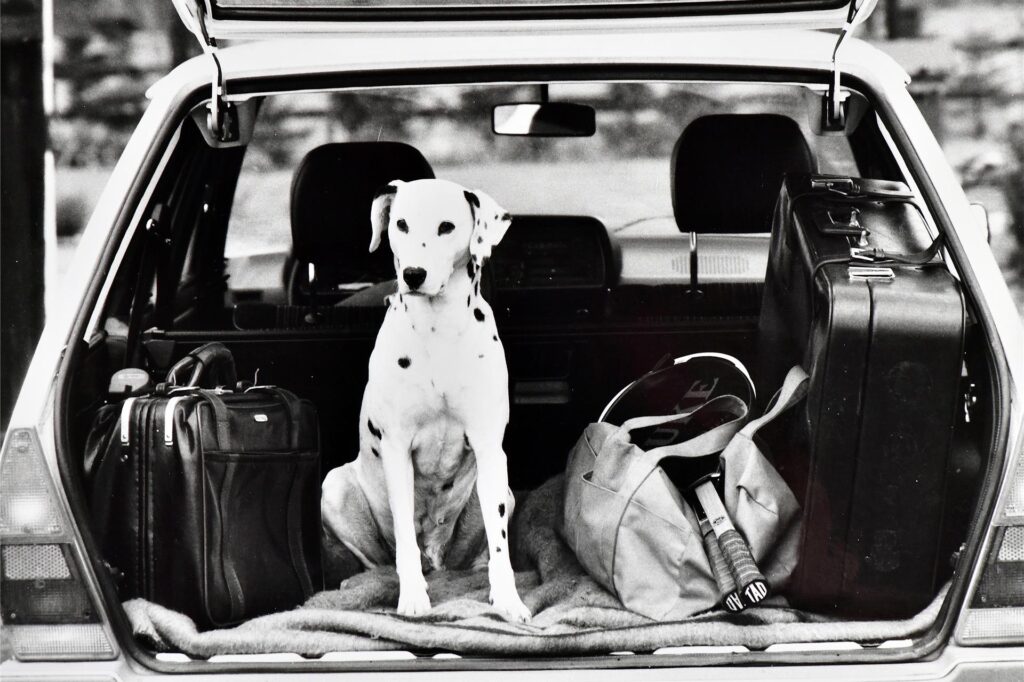 Mit den Hunden kamen die Kombis von VW in Günther Goldsteins Leben.