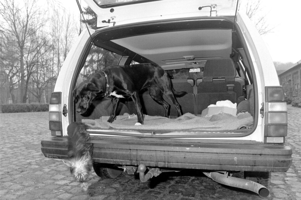 Als Hundehalter lernte Goldstein große Autos zu schätzen.