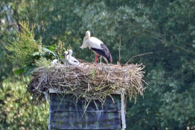 Ein Storch in Lünen füttert seinen Nachwuchs im Nest.