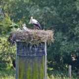 Ein Storch in Lünen füttert seinen Nachwuchs im Nest.