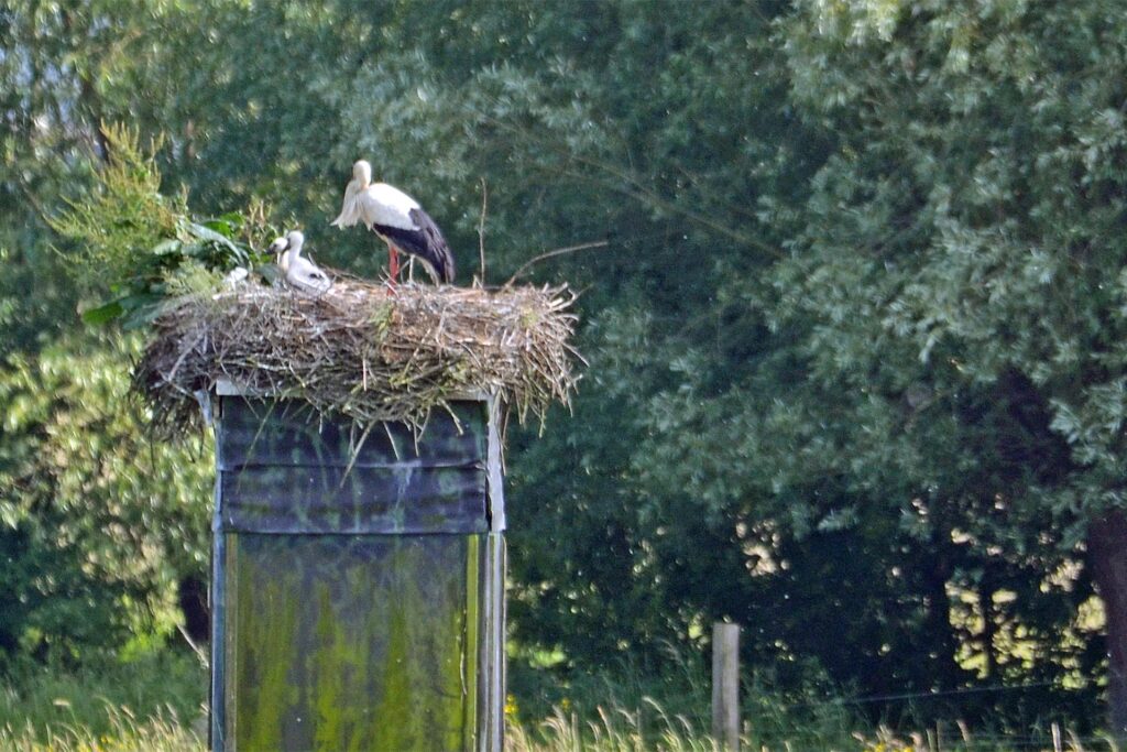 Ein Storch füttert im Nest in Lünen Küken.
