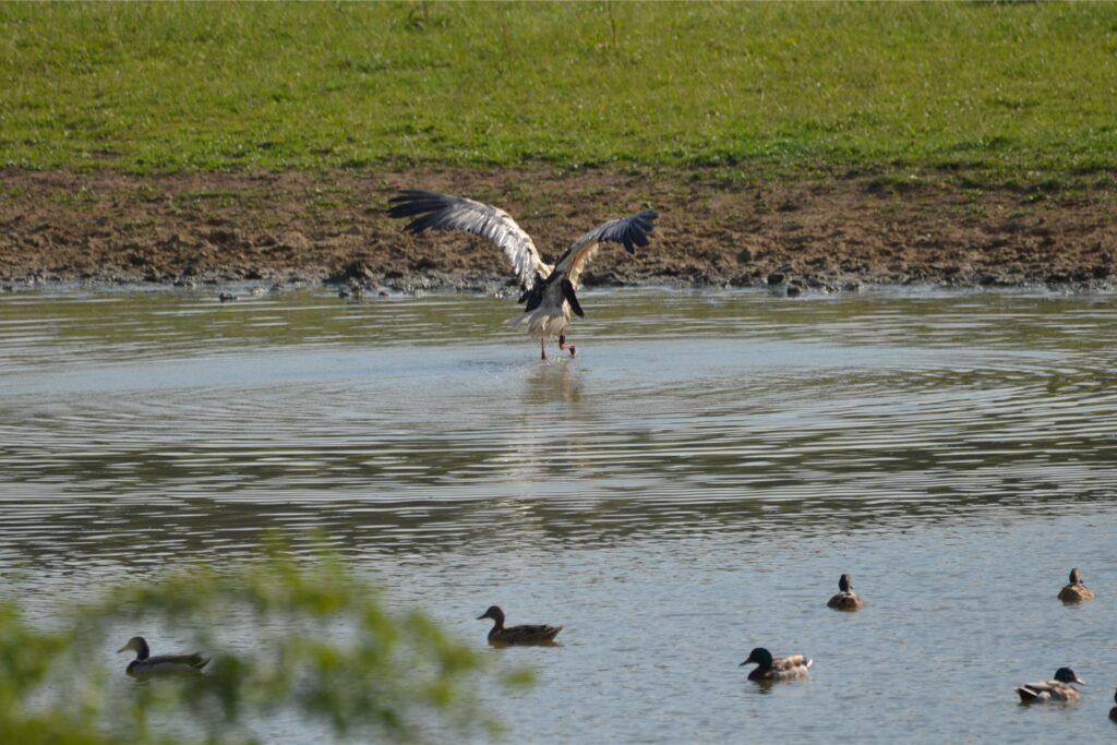 Ein Storch landet auf dem Wasser in Lünen.