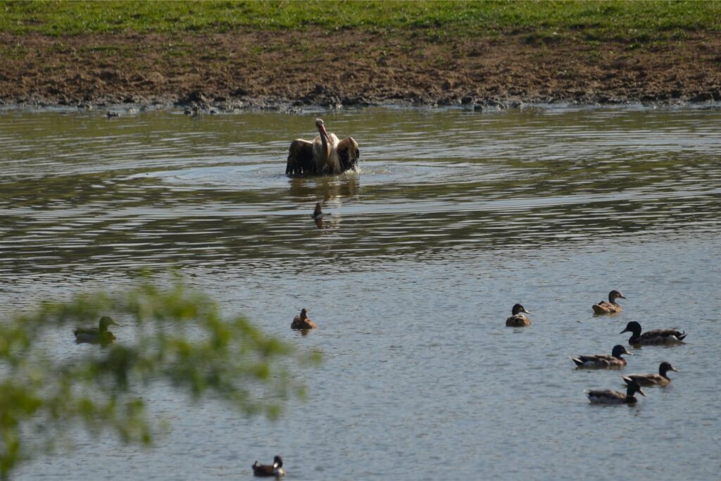 Ein Storch schwimmt durchs Wasser in Lünen.
