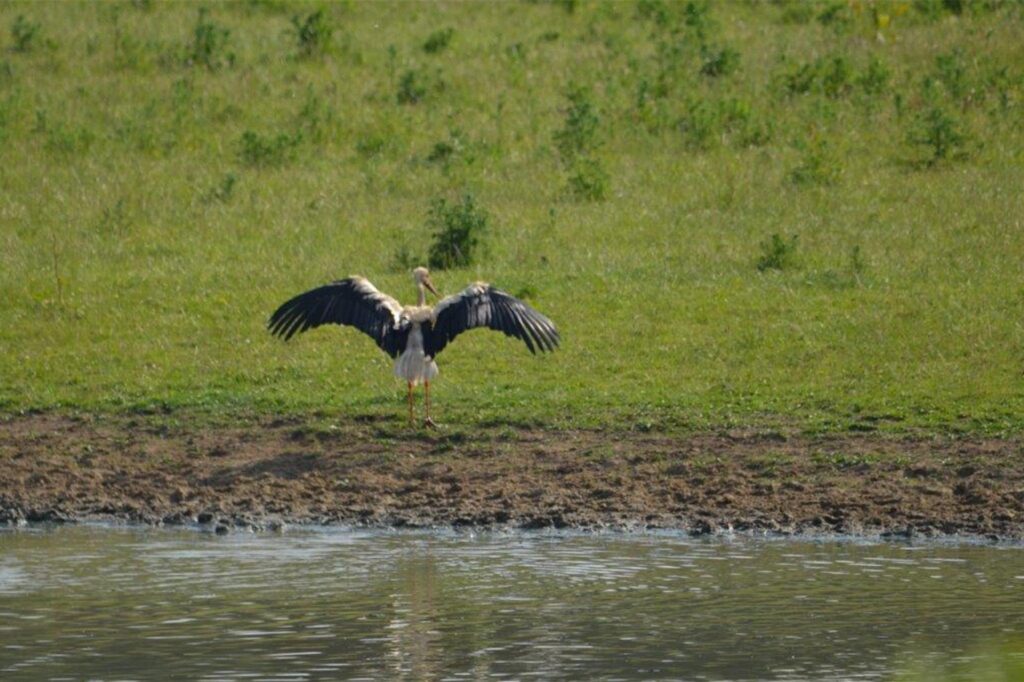 Ein Storch sitzt am Wasser in Lünen.