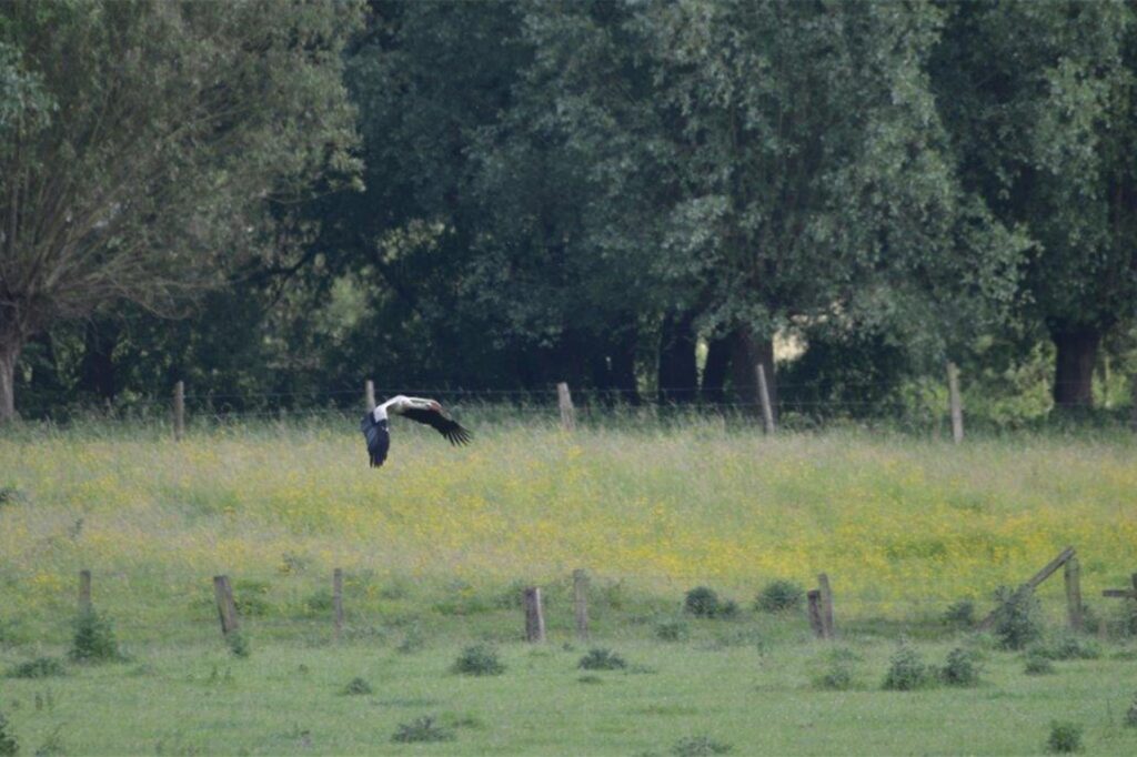 Ein Storch fliegt durch Lünen.