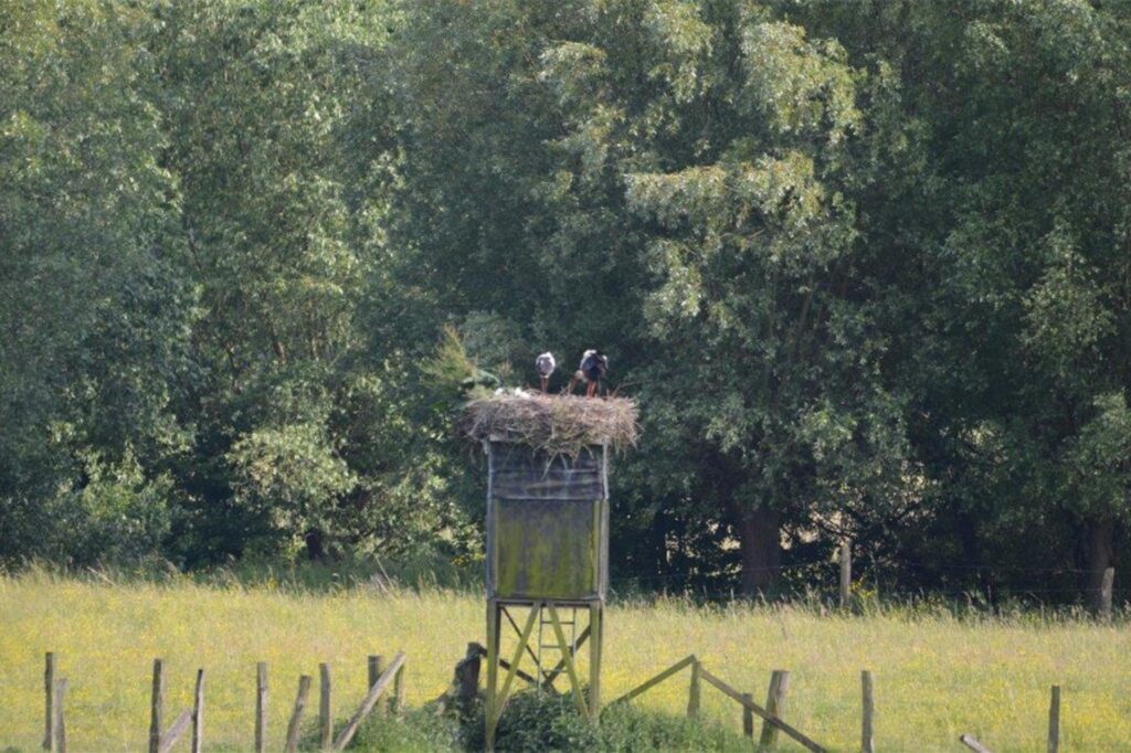 Ein Storch füttert im Nest in Lünen Küken.